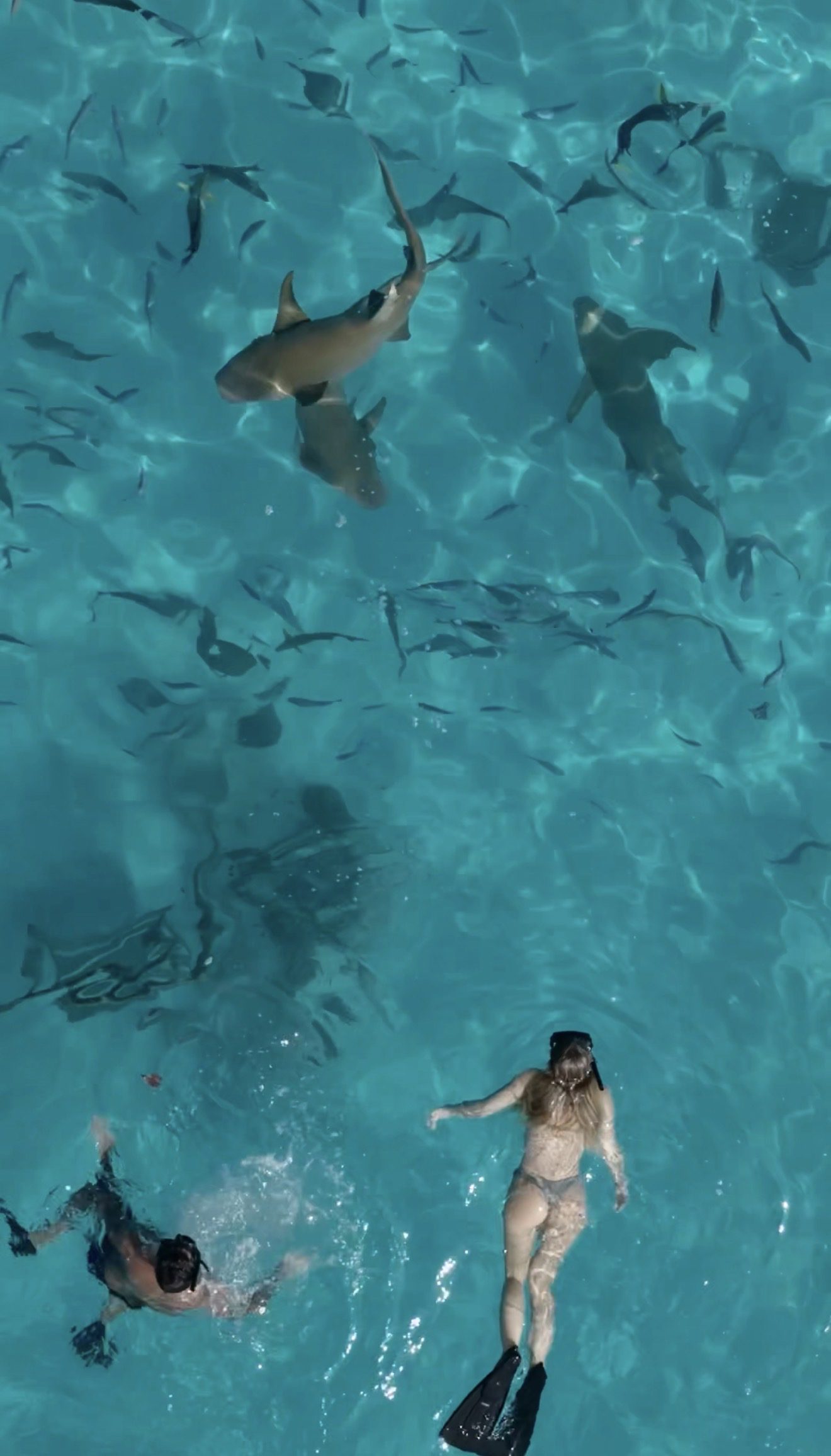 Shark snorkelling